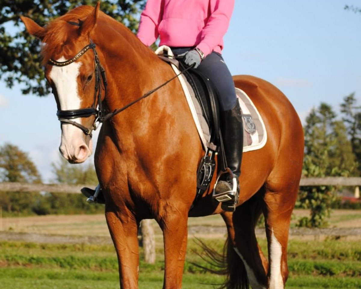 dressage horse Preußengold 3 (Trakehner, 2013, from Sky Dancer)