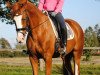 dressage horse Preußengold 3 (Trakehner, 2013, from Sky Dancer)