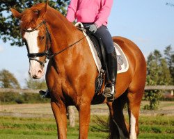 dressage horse Preußengold 3 (Trakehner, 2013, from Sky Dancer)