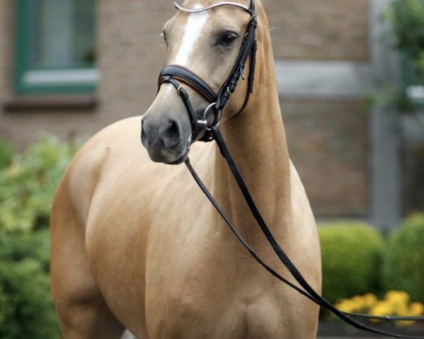 broodmare It Girl 2 (German Riding Pony, 2011, from Can Dance 3)