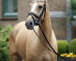 broodmare It Girl 2 (German Riding Pony, 2011, from Can Dance 3)