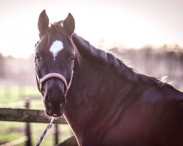 dressage horse Wischhoffs Emma (German Riding Pony, 2014, from Reitland's Du oder Keiner)