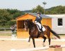 dressage horse Favourite Floyd (Oldenburg, 2007, from Florett As)