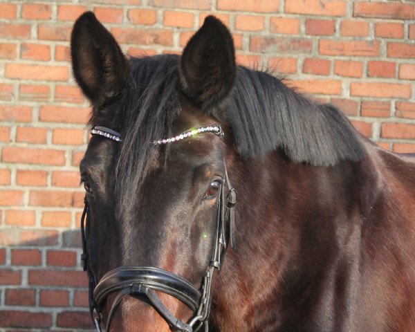 dressage horse Dark Chocolate (German Warmblood, 2014, from FS Duncan McCloud)