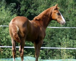 dressage horse D'Amour (Hanoverian, 2019, from D'Olympus)