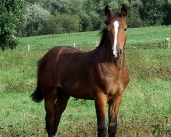 jumper Cataleya (Hanoverian, 2019, from Casallco)