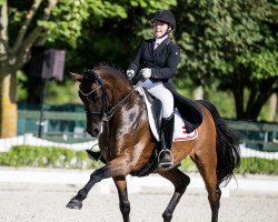 dressage horse Lehmann 15 (German Sport Horse, 2005, from Lord Romadour)