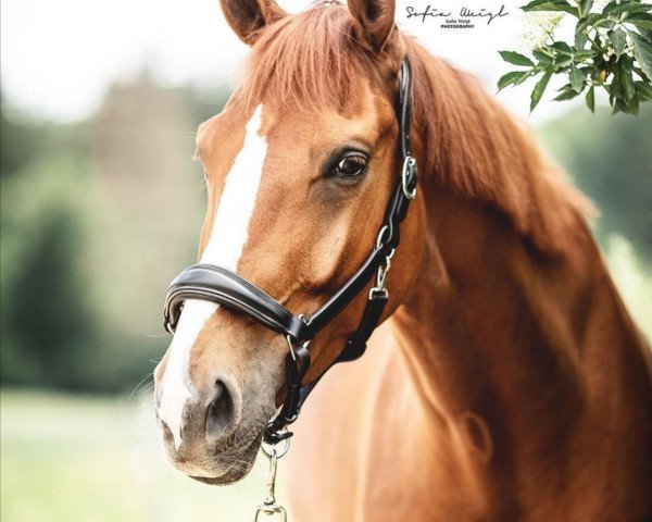 dressage horse Specially Made (Oldenburg, 2014, from Self made)