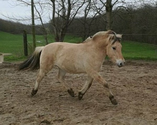 horse Hades von Hofdreilinden (Fjord Horse, 2018, from Haugguten)