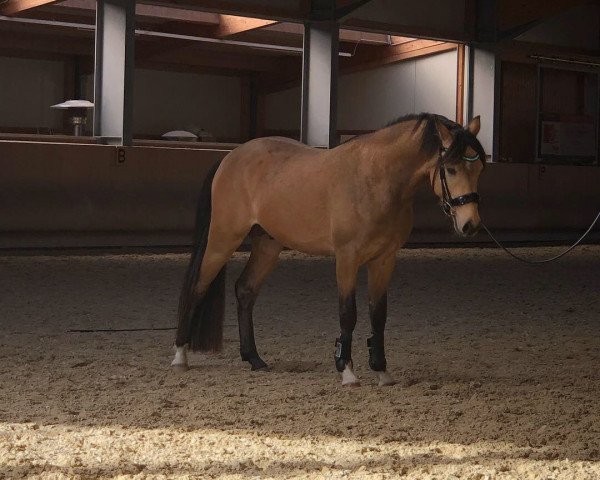 dressage horse Moonwalker 3 (German Riding Pony, 2016, from Movie Star)