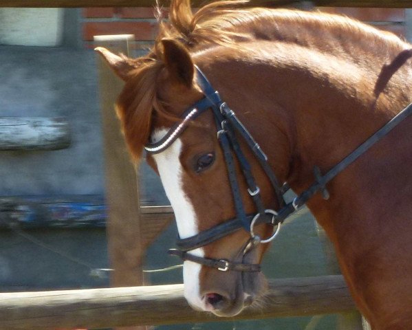 broodmare Dayligth (German Riding Pony, 2009, from FS Cracker Jack)