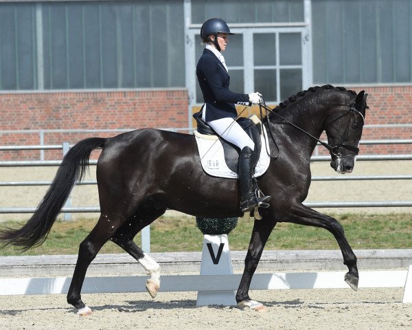 dressage horse Serafino 38 (Oldenburg, 2015, from Sezuan)