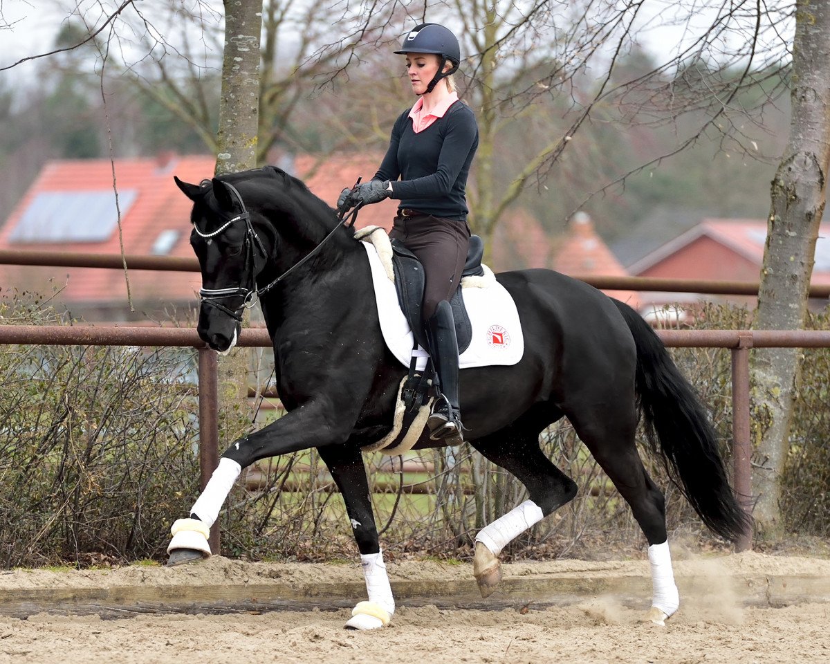broodmare Dornröschen 197 (Hanoverian, 2013, from Don Schufro)