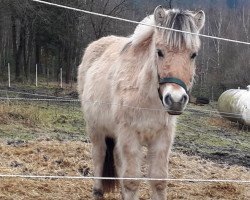 horse Sanjo von Tiefenthal (Fjord Horse, 2018, from Sorley)