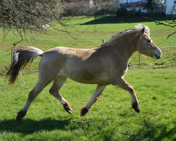 horse Happy (Fjord Horse, 2016, from Dexter)