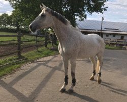 broodmare Lastizo (Swedish Warmblood, 2008, from First Wish)