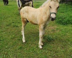 stallion Snorre (Fjord Horse, 2019, from Stedje)