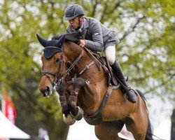 jumper Looyman Z (Zangersheide riding horse, 2010, from Numero Uno)