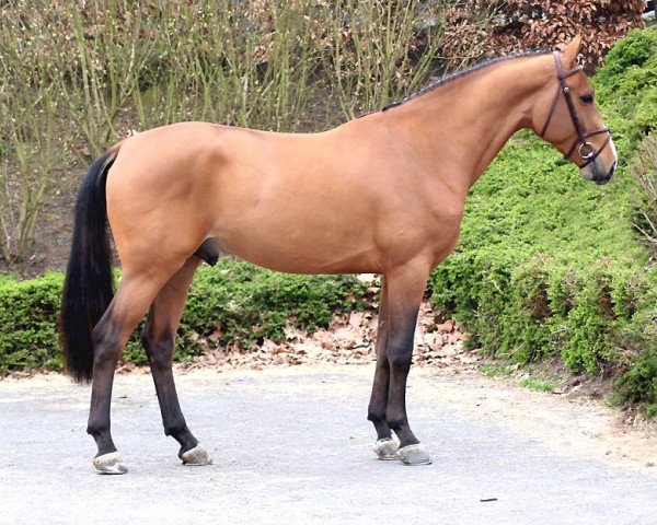 stallion Iq du Marais Dd (Belgian Warmblood, 2008, from For Pleasure)
