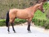 stallion Iq du Marais Dd (Belgian Warmblood, 2008, from For Pleasure)