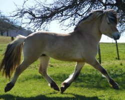 horse Sando (Fjord Horse, 2016, from Sorley)