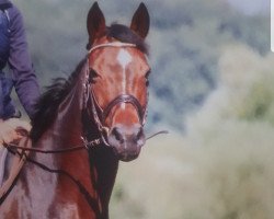 dressage horse Fleur-de-Lis (Westphalian, 2002, from Fürst Piccolo)