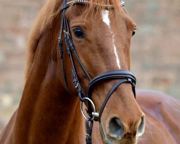 Springpferd Miss Jessop (Irish Sport Horse, 2009, von Vechta 6)