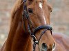 jumper Miss Jessop (Irish Sport Horse, 2009, from Vechta 6)