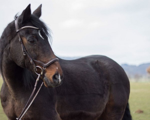 Pferd Mexx 11 (KWPN (Niederländisches Warmblut), 1994, von Giorgio)