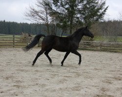 broodmare Danica GHS (Trakehner, 2010, from Alter Fritz)