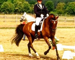 dressage horse Little Bigman 2 (Hanoverian, 2002, from Lauries Crusador xx)