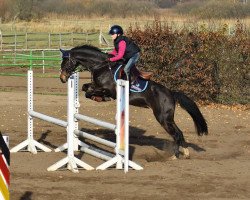 dressage horse Holly go lightly (unknown, 2011)