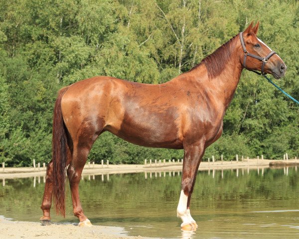 broodmare Quadriga SB (German Sport Horse, 2011, from Quaterman I)