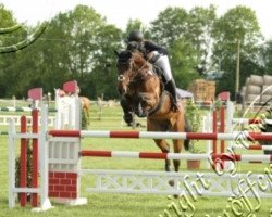 jumper Chocolat 25 (Oldenburg show jumper, 2004, from Cafe au lait 2)