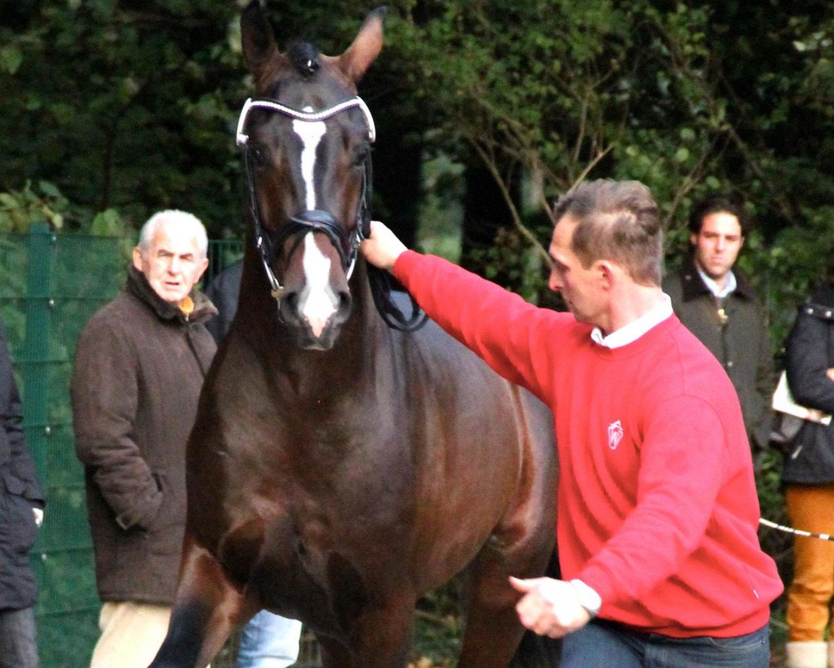 Deckhengst Diamond Magic (Westfale, 2010, von Diamond Hit)
