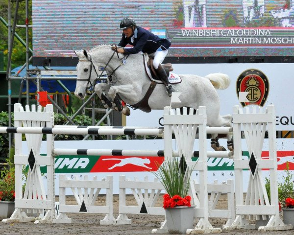 broodmare Widuletta (Oldenburg show jumper, 2004, from Cafe Au Lait)