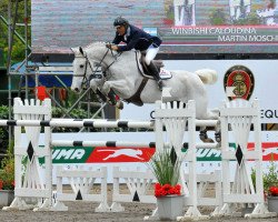 broodmare Widuletta (Oldenburg show jumper, 2004, from Cafe au lait 2)