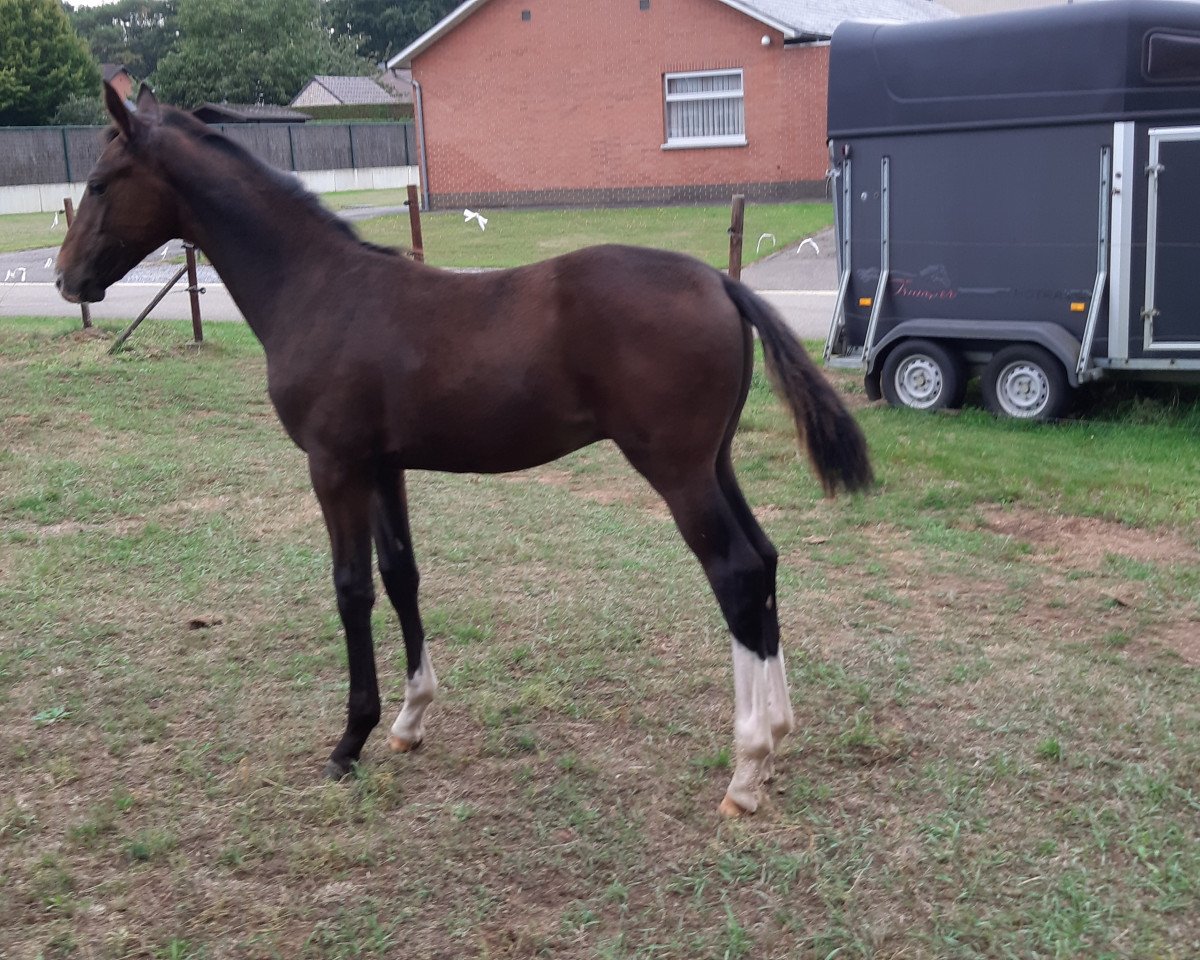 Pferd Boris (Hannoveraner, 2019, von Best of Gold)