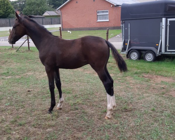 dressage horse Boris (Hanoverian, 2019, from Best of Gold)