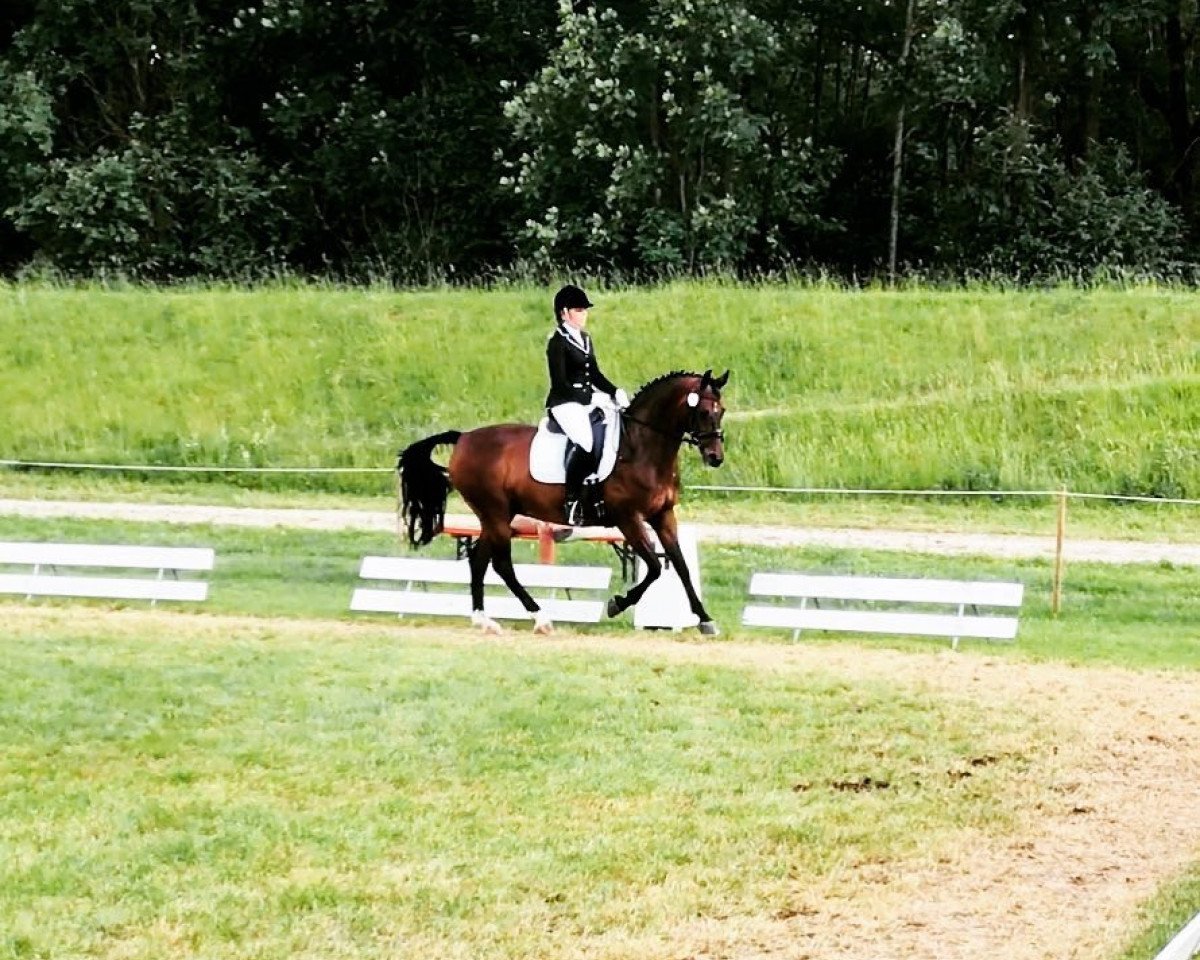 dressage horse Lolita 180 (unknown, 2000)