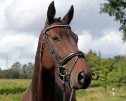 jumper Gräfin Diarada W (Oldenburg show jumper, 2015, from Diarado)