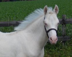 stallion Dancing Snowflake 5 (German Riding Pony, 2019, from Dating At NRW)