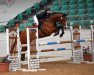 jumper Leviano 12 (Oldenburg show jumper, 2009, from Ludwig von Bayern 168 FIN)