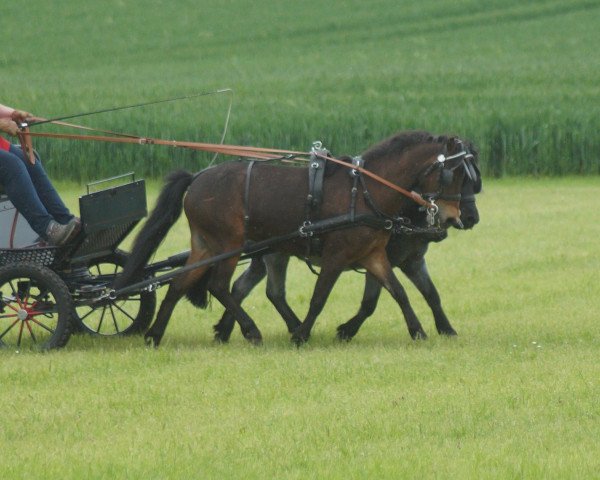 Pferd Conny (Deutsches Classic Pony, 2013, von Cheg Kim's Pure Class)