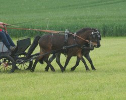 horse Conny (German Classic Pony, 2013, from Cheg Kim's Pure Class)