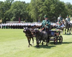 horse Sissi (German Classic Pony,  )