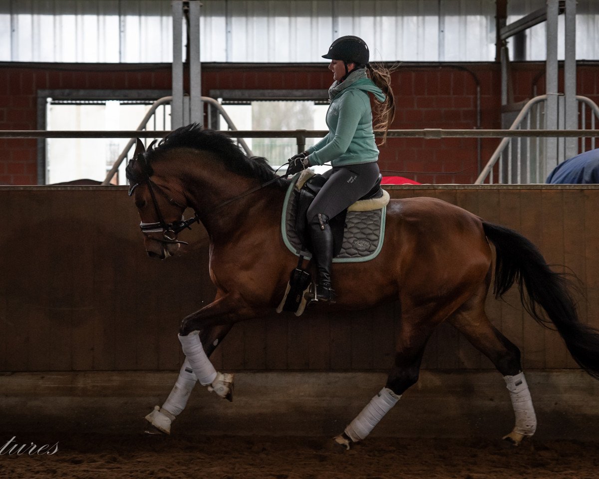 dressage horse Destana 7 (Westphalian, 2013, from Destano)