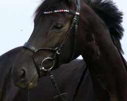 broodmare Sunshine 565 (Westphalian, 2008, from Swarovski)