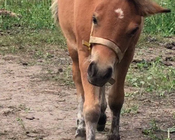 horse Freya vom Fortunaland (Shetland Pony, 2019, from Ventino)