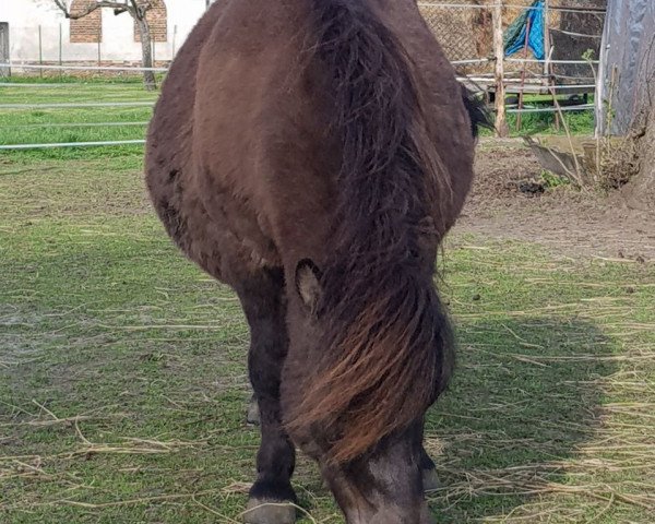 Zuchtstute Finja (Shetland Pony, 2010, von Gino)